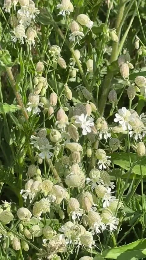 049 White Bloom Meadow Video stock 329178051