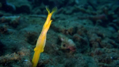 049 - Yellow ribbon eel in the sand Stock Footage 77423567
