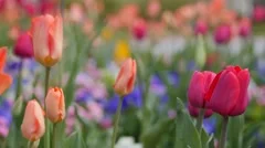 Beautiful tulip garden in the springtime