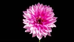 Time lapse - Blooming Pink Dahlia Flower