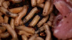 Maggots Maggots in Rotten Meat stock footage
