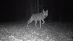 Rare infrared footage of Coyote at night