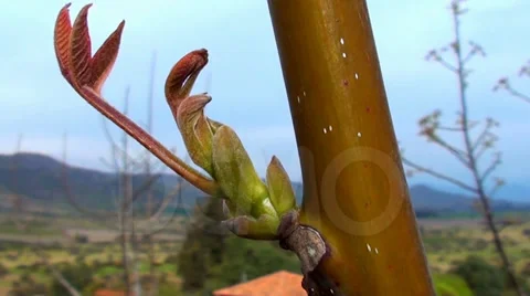 0497 New leaves of a tree Stock Footage 35576460