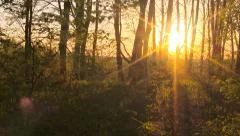 Forest sunrise timelapse. Spring time.
