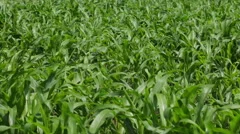 Field of cornstalks