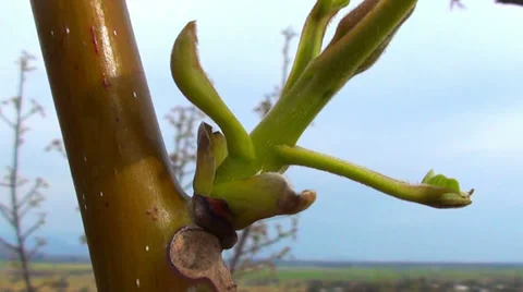 0499 Tree leaves in the wind Stock Footage 35283681
