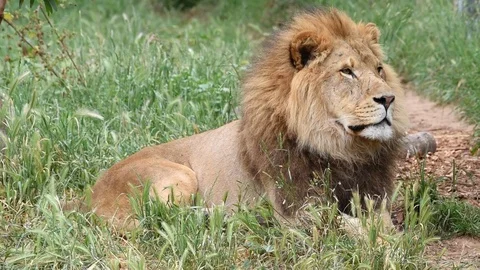 05 06 19 HD Video Male Lion Sleeping 03 Stock Footage 117526695
