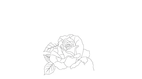 05-Roses Stock Footage 289604125