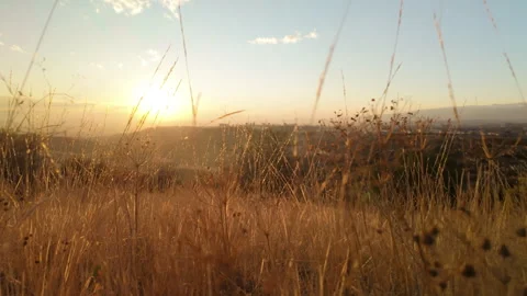 05 Slomo walking through dry withered autumn grass at sunset Stock Footage 289405664