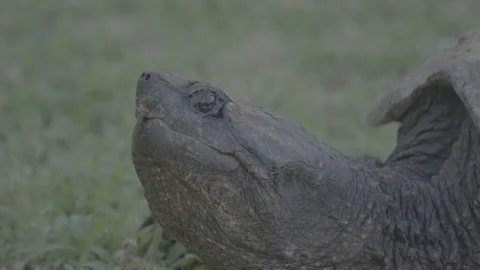 05 Snapping Turtle - Uncolored V-Log - 4K 60P 스톡 동영상 90623253