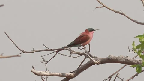 05 Southern Carmine Bee-Eater Chobe Botswana Stock Footage 148560505