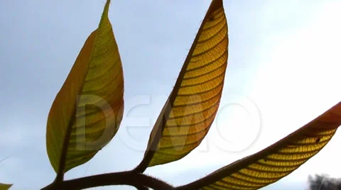0500 Tree leaves in the wind Video stock 35283737