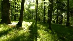 4K Forest Walk in late Spring / Summer, Steady