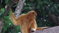 Yellow Gibbon Monkey in Tree Slow Motion Primate Animals Cute Wildlife Asia