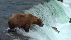 Brown Bear Catches Jumping Salmon in MidAir - Variable Slow Motion 50%