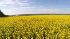 AERIAL: Flight over the mustard field