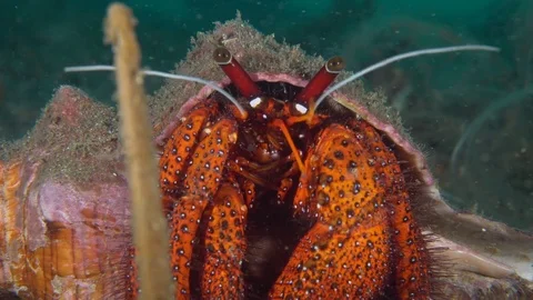 051 - Hermit crab combing through the sand Stock Footage 77424490