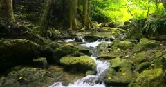 Tracking dolly shot of beautiful nature in dense forest lush. Mountain creek