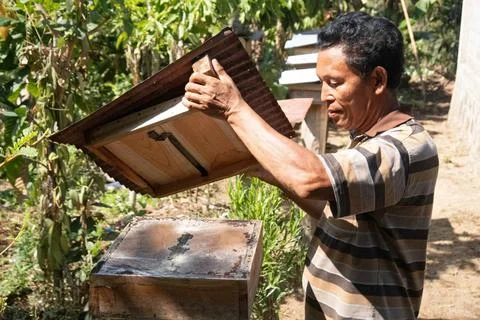  05.11.2023, Keroya, Lombok, IDN - Imker oeffnet eine Bienenkiste. (50-60 ... Stock Photos