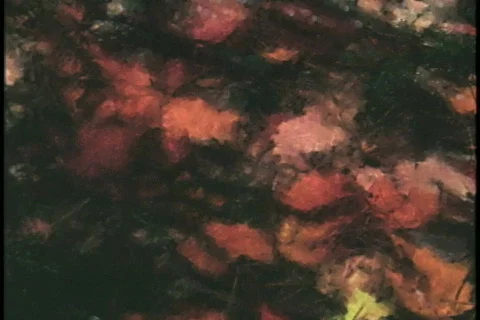 0512 Fall Autumn Bride Background  Stock Footage 666565