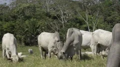 herd of cattle in the Amazon rainforest region