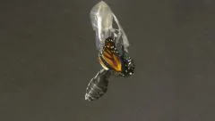 Monarch Butterfly Emerging from Chrysalis. 4k