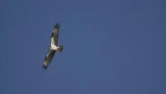 Hawk Flying in Blue Sky