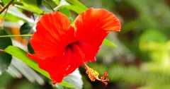 4K Red Hibiscus Hawaii Jungle Flower, Close Up