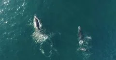 Aerial of Humpback Whales