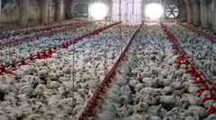 Chickens in chicken farm, poultry production