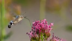 Hummingbird hawk-moth feeding on the flower (Slow motion)