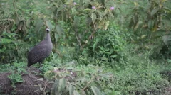 Guinea fowl bird mating call, Kenya wildlife safari lake Nakuru