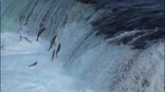 Salmon Jumping a Waterfalls - 50% Slow Motion and Flipped 180 degrees