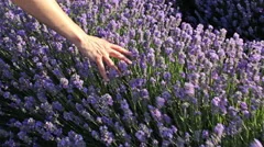 Female hand touching a lavender plants at sunset field. Steady cam shot, POV