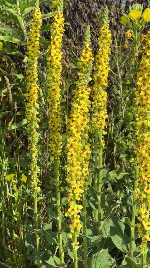 052 Golden Yellow Force Video stock 329178067
