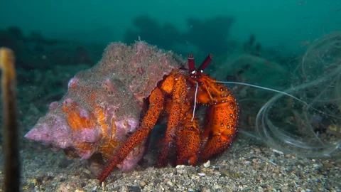 052 - Hermit crab combing through the sand Stock Footage 77424778