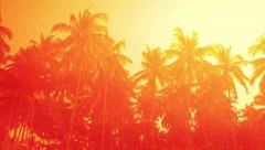 Amazing orange sunset at tropical beach with palm trees. Travel landscapes
