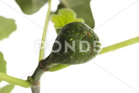  Stock Photos