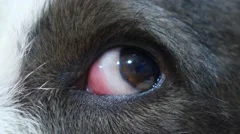 Close-up of Dog's Eye