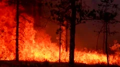 Storming and raging big fire in the forest.
