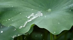 Water drop on the lotus leaf