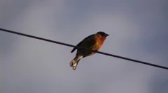 SMALL BIRD ON PERCHED ON TELEPHONE WIRE CHIRPING