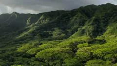 Tropical Rain forest, Banyan Tree Canopy, Jungle, Hawaii, Motion Time Lapse