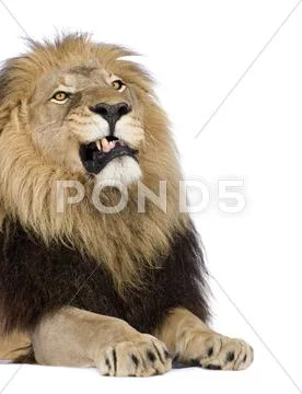  Foto stock