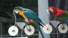 Funny race trained parrots on bikes