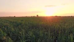 Sunset On Summer Corn Field Agriculture Food Production Aerial Sunrise New
