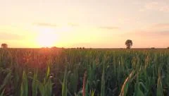 Summer Sunset Over Corn Field Aerial Close Fly By Shot Agriculture Healthy