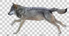 Wolf running. Animal isolated and includes alpha channel.