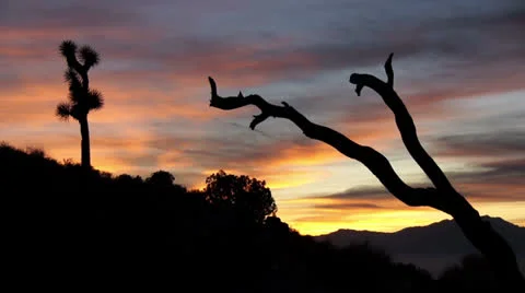 052JoshuaTreeNP Stock-Footage 26498741