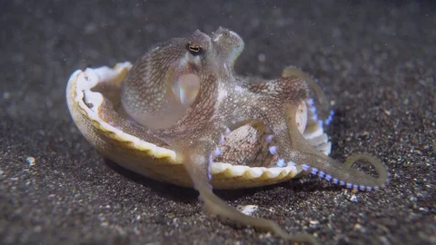 053 - Coconut Octopus in a shell Stock Footage 77426039